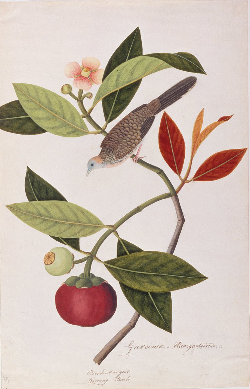 زيبرا دوف ، من رسومات الطيور من ملقا ، ج 1805-18 (مرحاض على ورق) بواسطة المدرسة الصينية