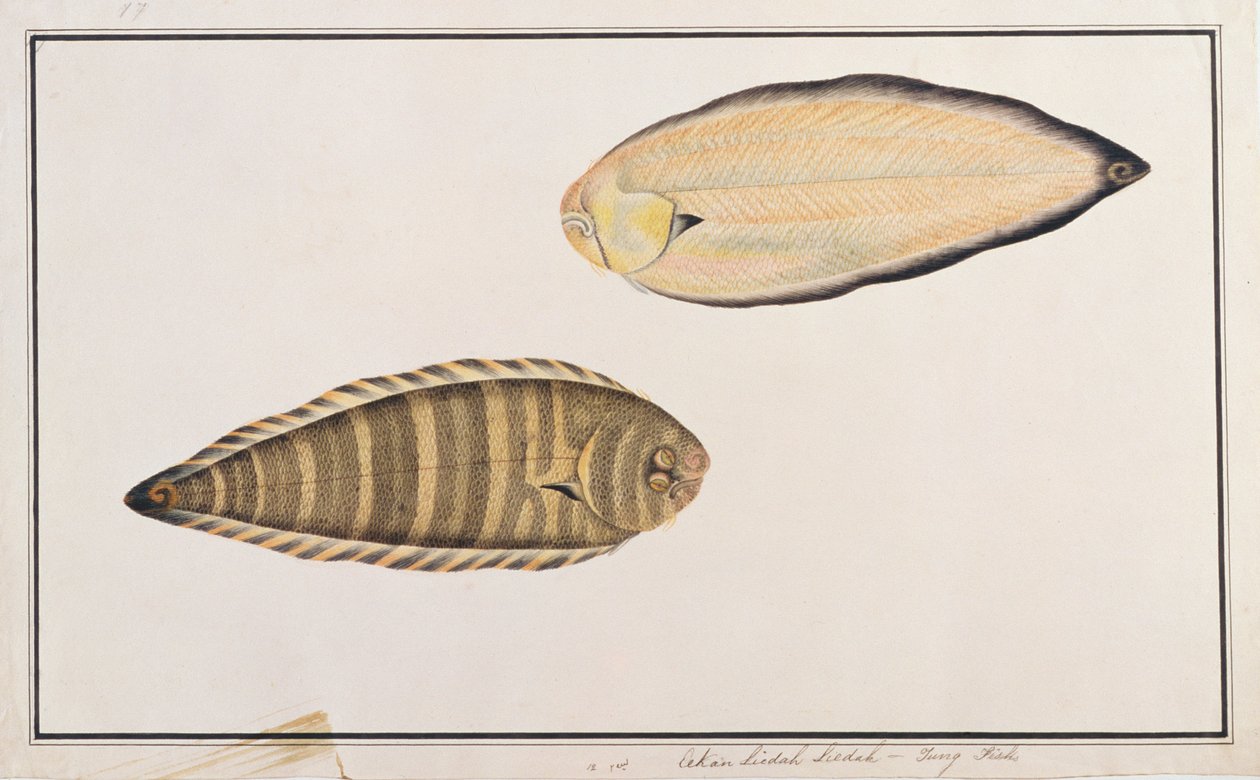 Zebra Sole، from Drawings of Fish from Malacca، c.1805-18 (wc on paper) بواسطة المدرسة الصينية