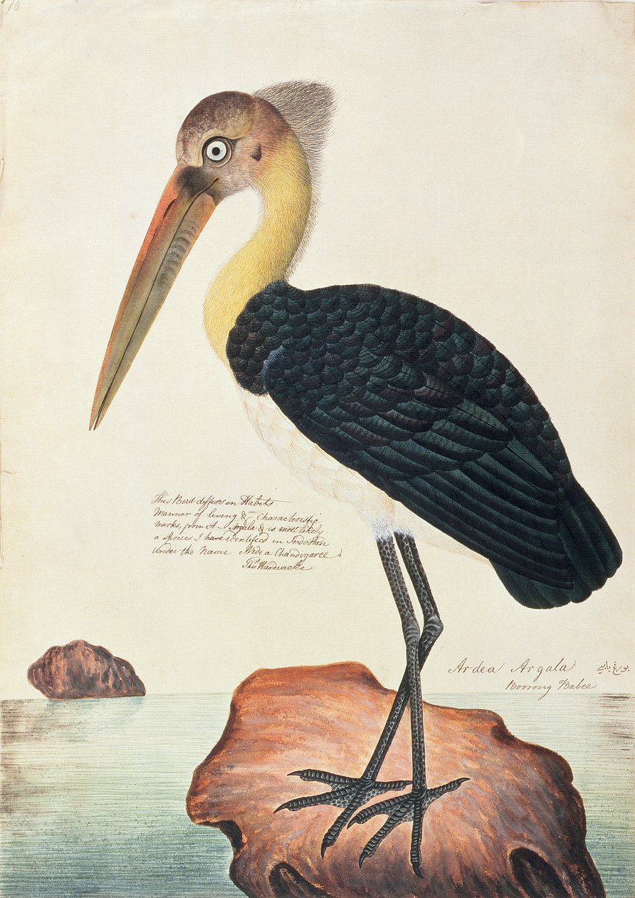 أرديا أرغالا ، من رسومات الطيور من ملقا ، ج 1805-18 (مرحاض على ورق) بواسطة المدرسة الصينية