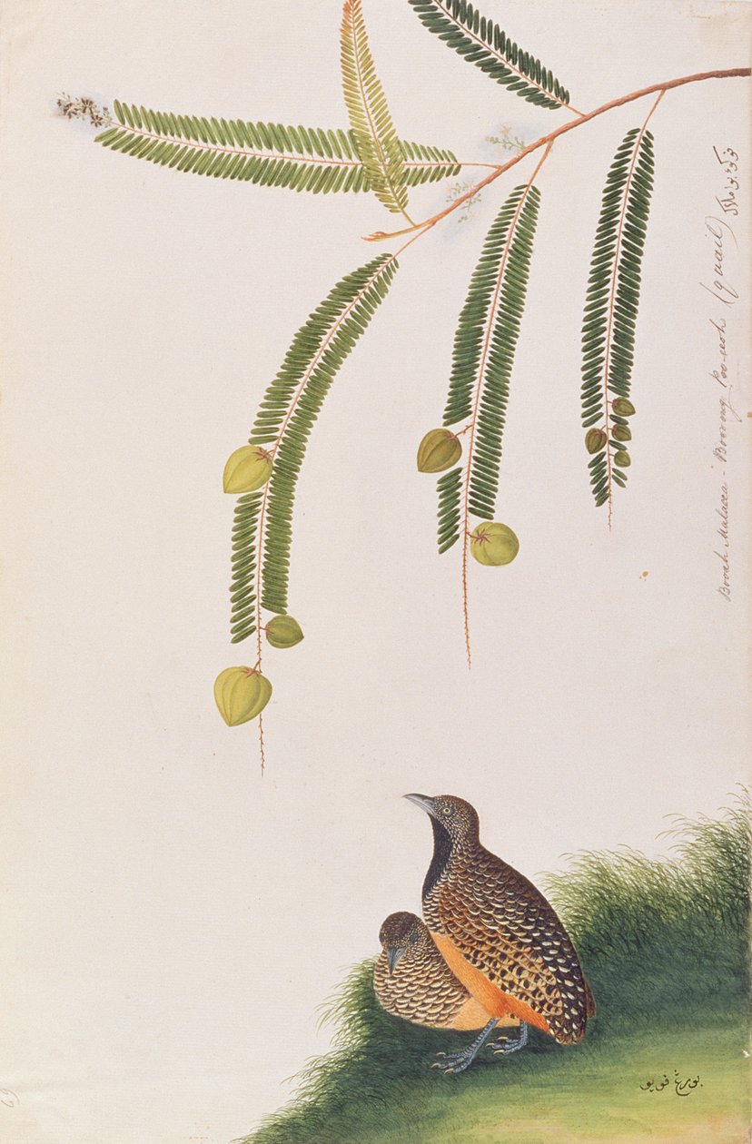 Barred Buttonquail ، من رسومات الطيور من ملقا ، ج 1805-18 (مرحاض على ورق) بواسطة المدرسة الصينية