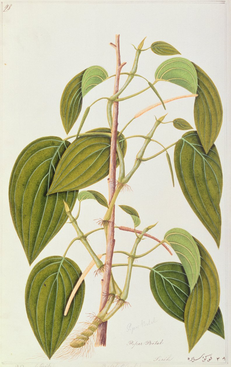 أوراق التنبول ، من خمسة وخمسون رسمًا للنباتات الطبية في ملقا ، المجلد 1 ، c.1805-18 (مرحاض على ورق) بواسطة المدرسة الصينية