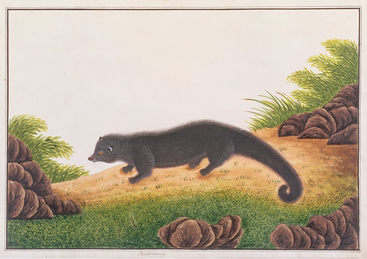 Binturong ، من رسومات الحيوانات والحشرات والزواحف من ملقا ، c 18080-18 (مرحاض وغواش على ورق) بواسطة المدرسة الصينية