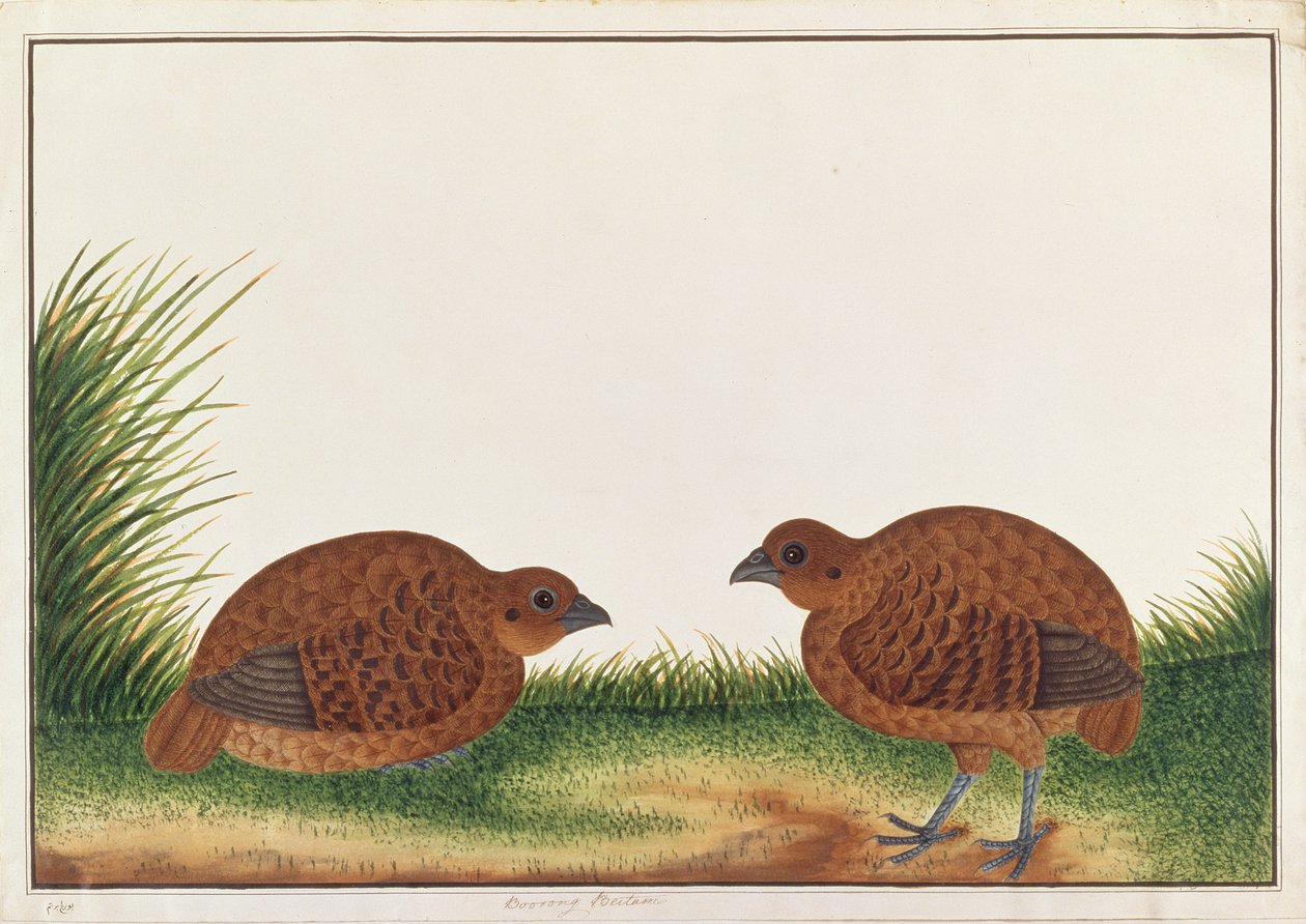 الحجل الأسود ، من رسومات الطيور من ملقا ، ج 1805-18 (مرحاض على ورق) بواسطة المدرسة الصينية