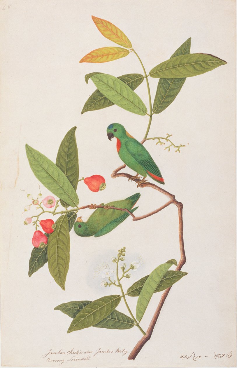ببغاء معلق تيجان أزرق ، من رسومات طيور من ملقا ، c.1805-18 (مرحاض على ورق) بواسطة المدرسة الصينية