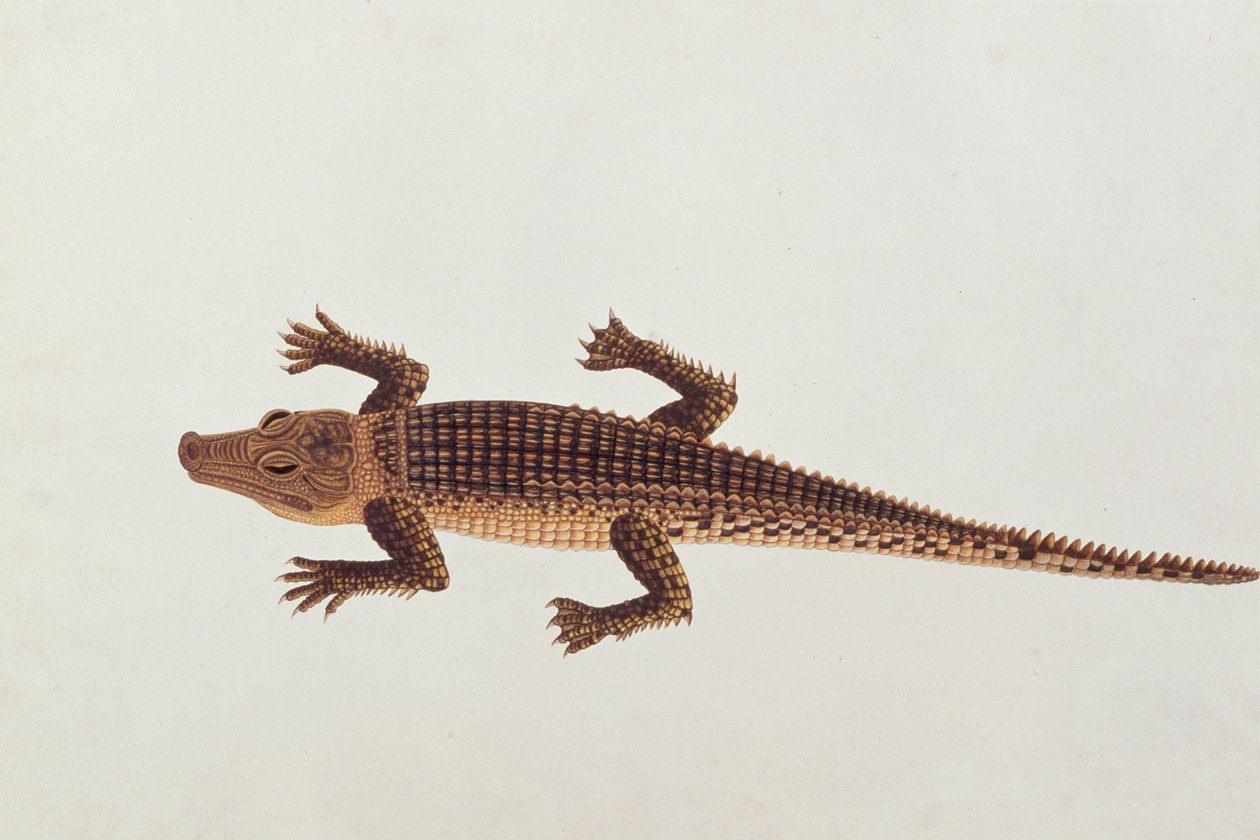 التمساح Boo-ay-ah ، من رسومات الحيوانات والحشرات والزواحف من ملقا ، c.1805-18 (مرحاض وغواش على ورق) بواسطة المدرسة الصينية