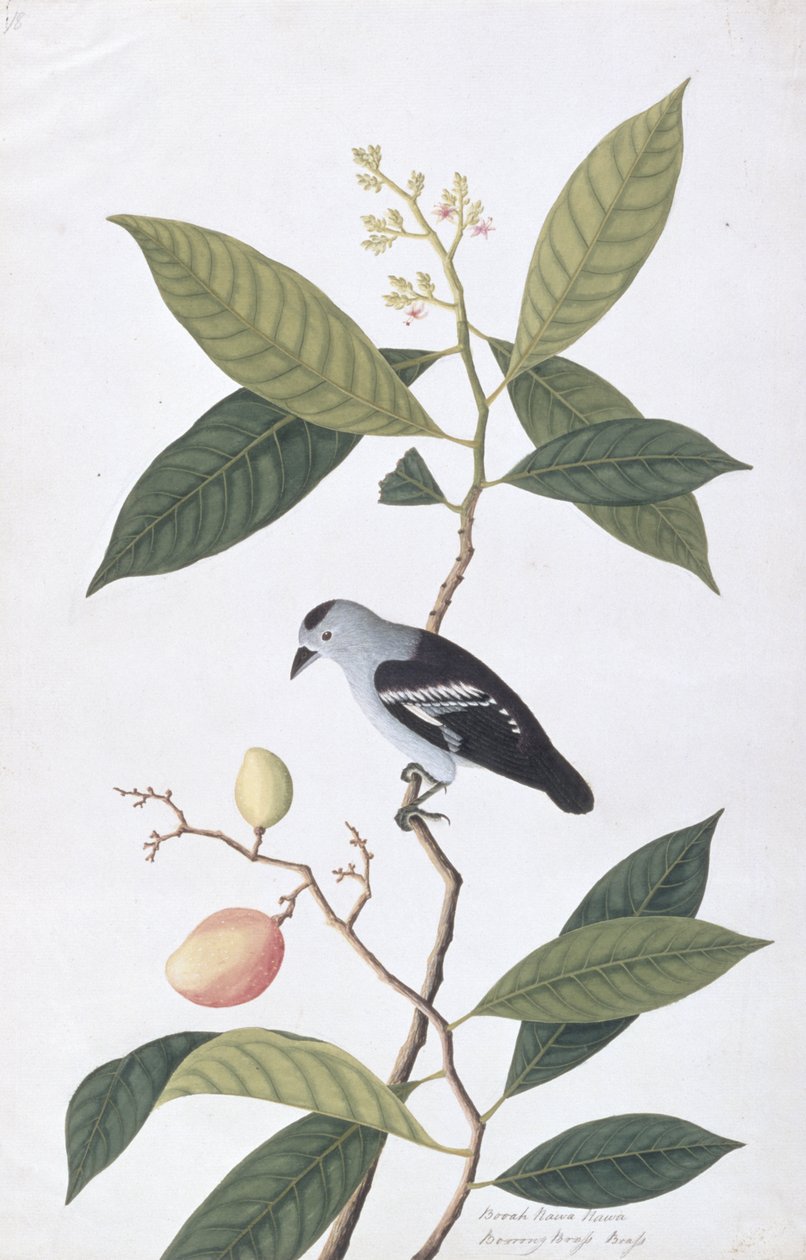 بوا نوى حوا ، من رسوم الطيور من ملقا ، ج 1805-18 (مرحاض على ورق) بواسطة المدرسة الصينية