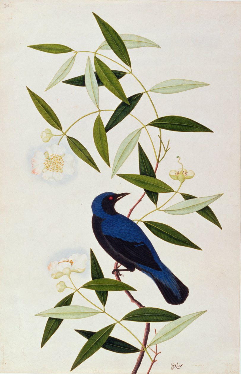 بورة فارلة ، من رسومات الطيور من ملقا ، ج 1805-18 (مرحاض على ورق) بواسطة المدرسة الصينية