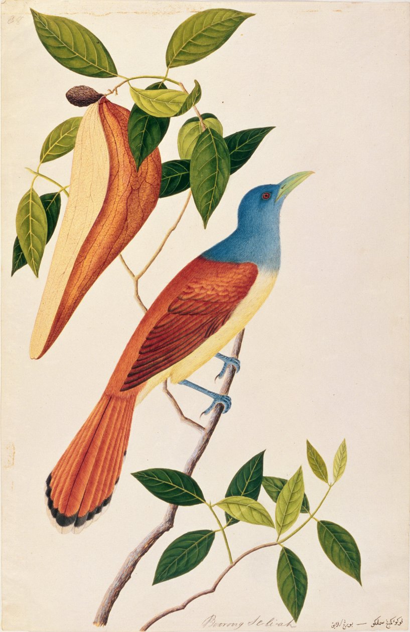 Boorong Seli-ah ، من رسومات الطيور من ملقا ، c.1805-18 (مرحاض على ورق) بواسطة المدرسة الصينية