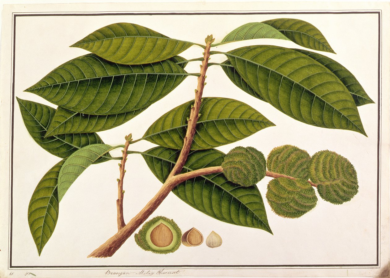 برانغام أو الملايو كستنائي ، من رسومات نباتات من ملقا ، c 18080-18 (مرحاض على ورق) بواسطة المدرسة الصينية