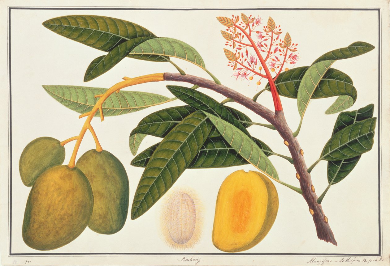 Buihang Mangifera ، من رسوم نباتات من ملقا ، ج 1805-18 (مرحاض على ورق) بواسطة المدرسة الصينية