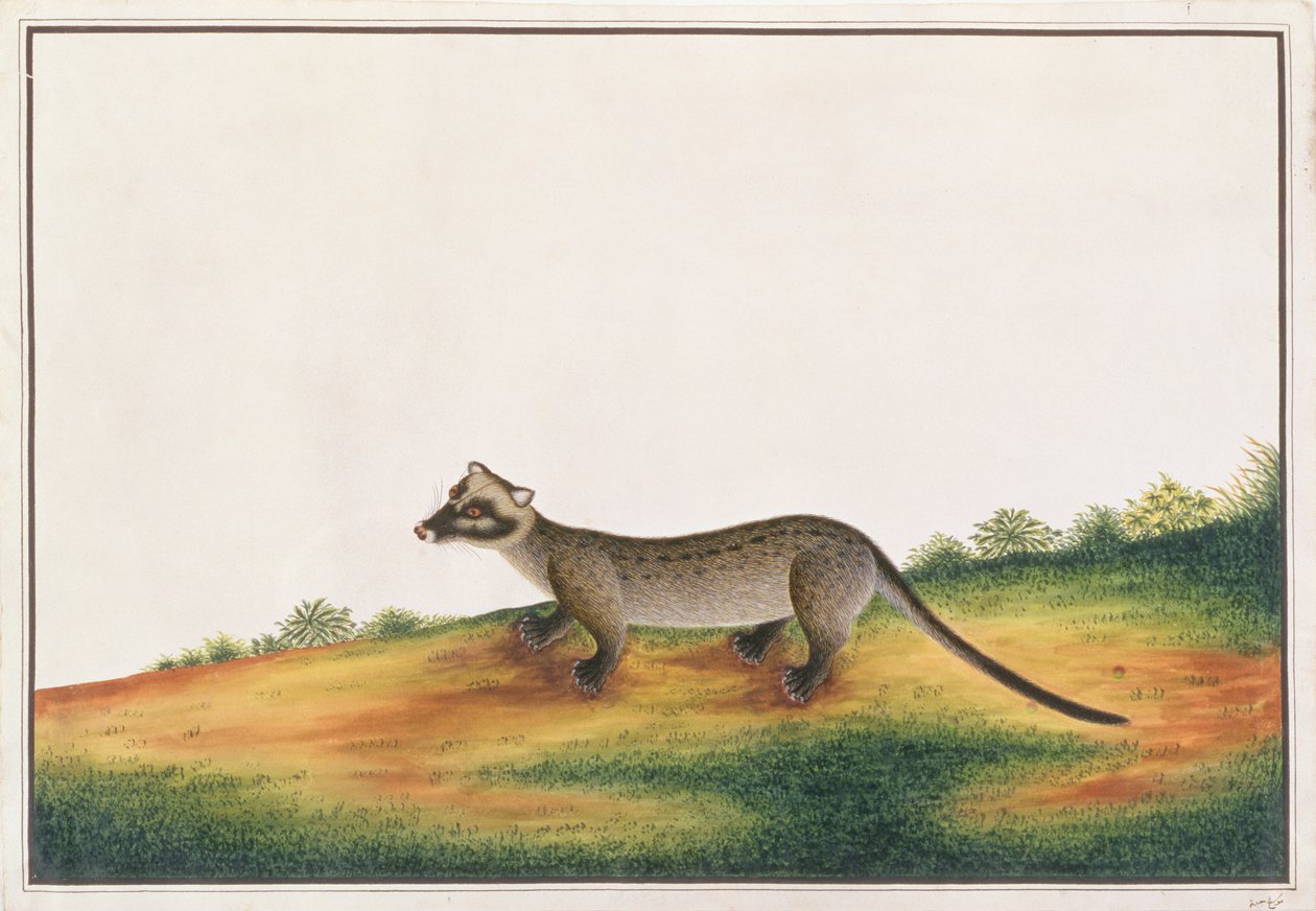 الزباد النخيل المشترك ، من رسومات الحيوانات والحشرات والزواحف من ملقا ، c 1805-18 (الغواش ومرحاض على الورق) بواسطة المدرسة الصينية