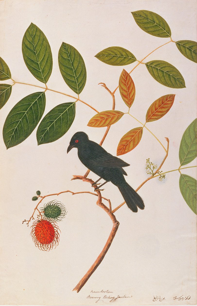Drongo الذي يحمل فاتورة كرو ، من رسم الطيور من ملقا ، c.1805-18 (مرحاض على ورق) بواسطة المدرسة الصينية