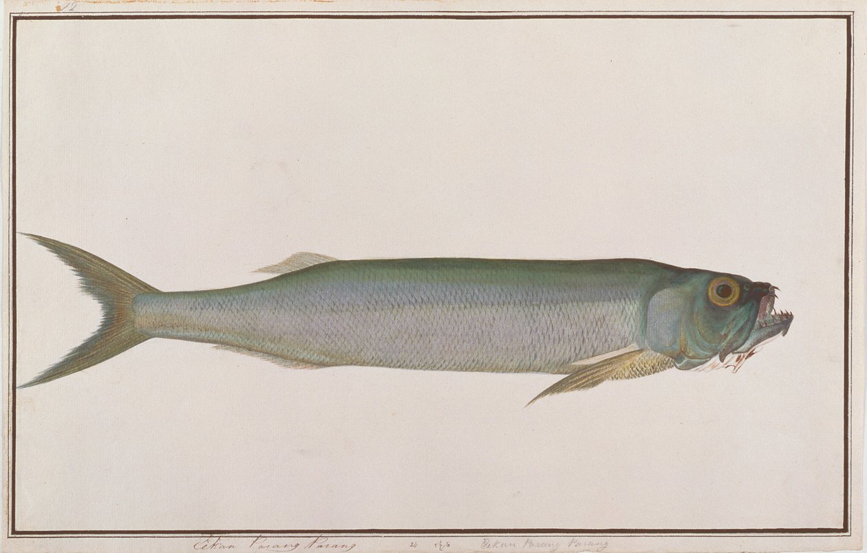 Dorab Wolf-herring ، من رسومات أسماك من ملقا ، c.1805-18 (مرحاض على ورق) بواسطة المدرسة الصينية