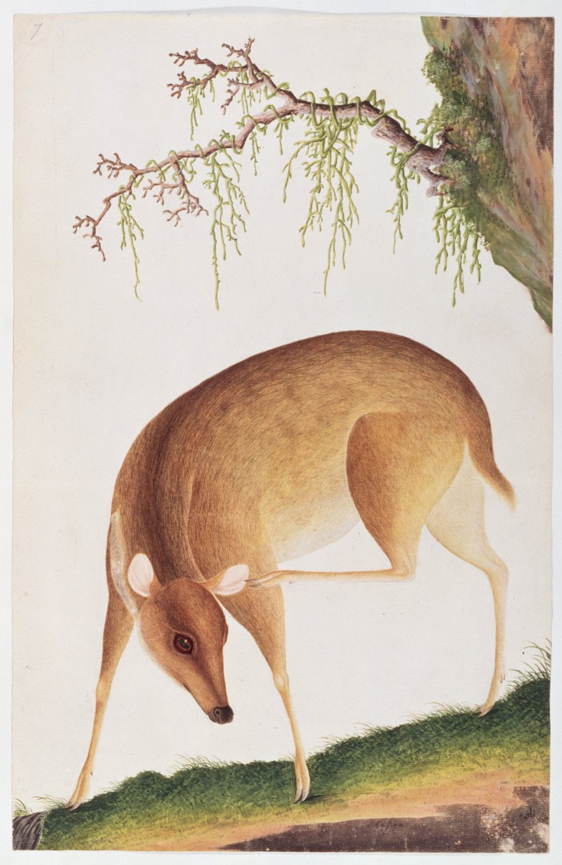 تزلف ، من رسومات الحيوانات والحشرات والزواحف من ملقا ، c.1805-18 (مرحاض وغواش على ورق) بواسطة المدرسة الصينية