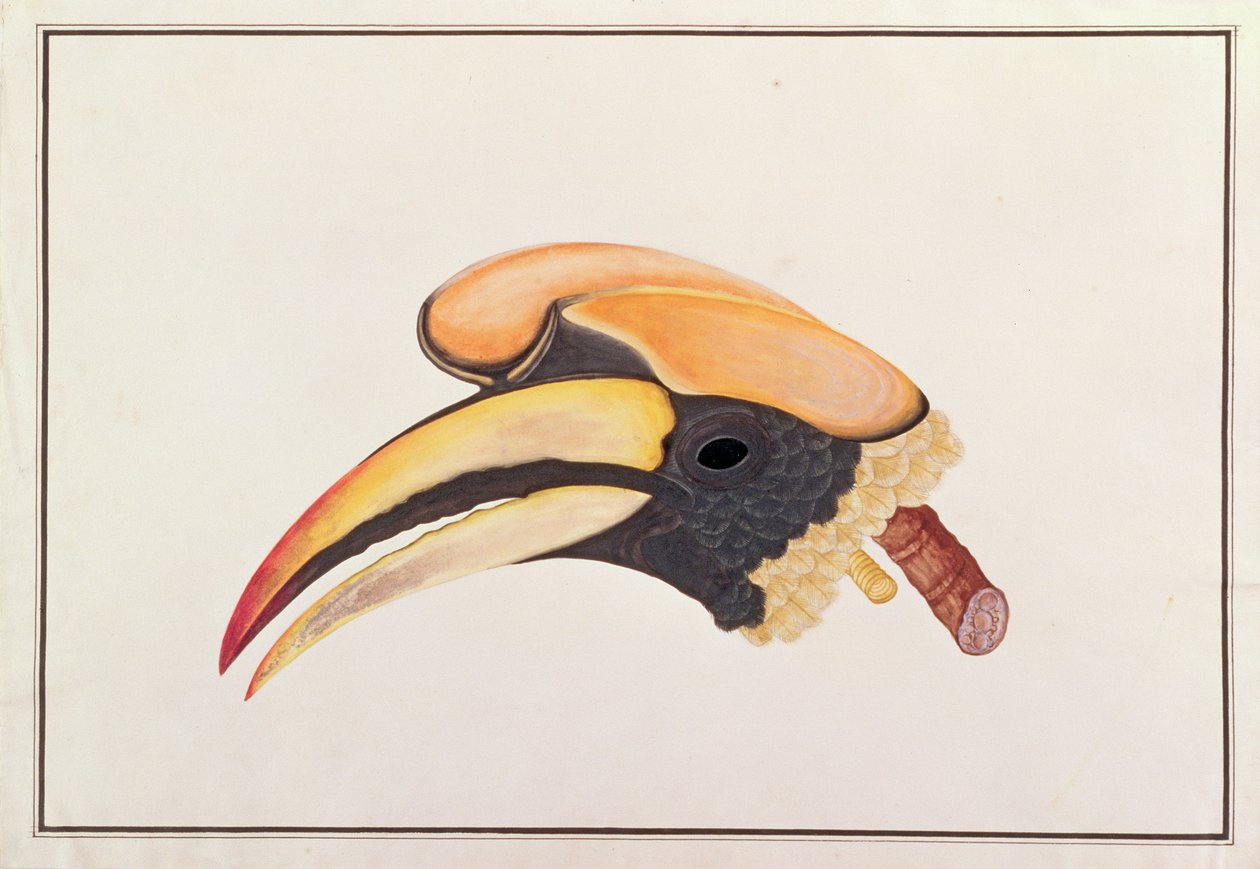 القرن الكبير ، من رسومات الطيور من ملقا ، ج 1805-18 (مرحاض على ورق) بواسطة المدرسة الصينية