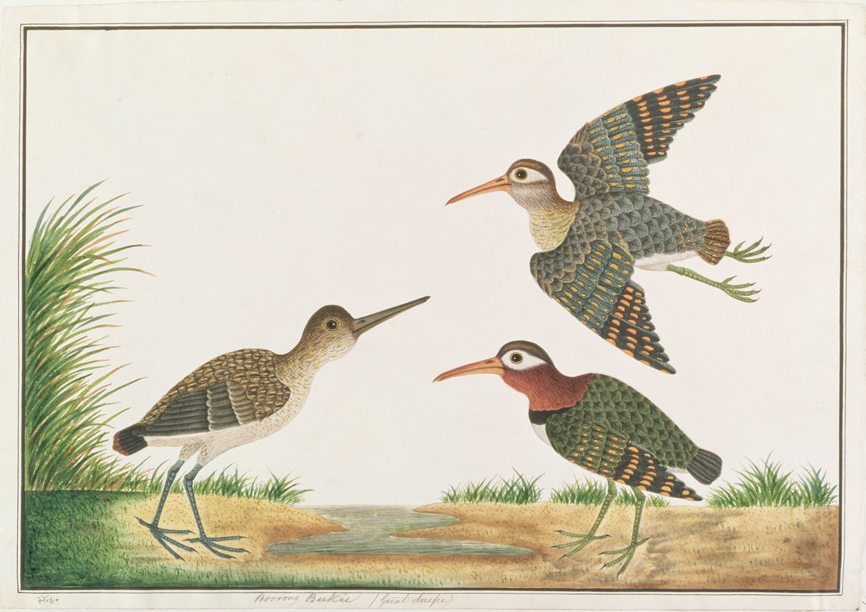 قنص كبير مصبوغ ، من رسومات الطيور من ملقا ، ج 1805-18 (مرحاض على ورق) بواسطة المدرسة الصينية