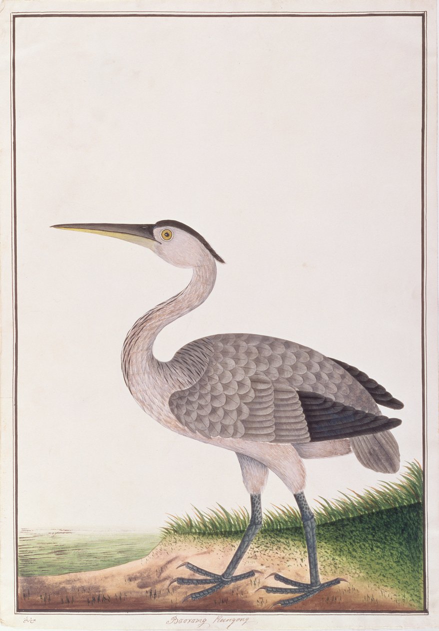 غراي هيرون ، من رسومات الطيور من ملقا ، ج 1805-18 (مرحاض على ورق) بواسطة المدرسة الصينية
