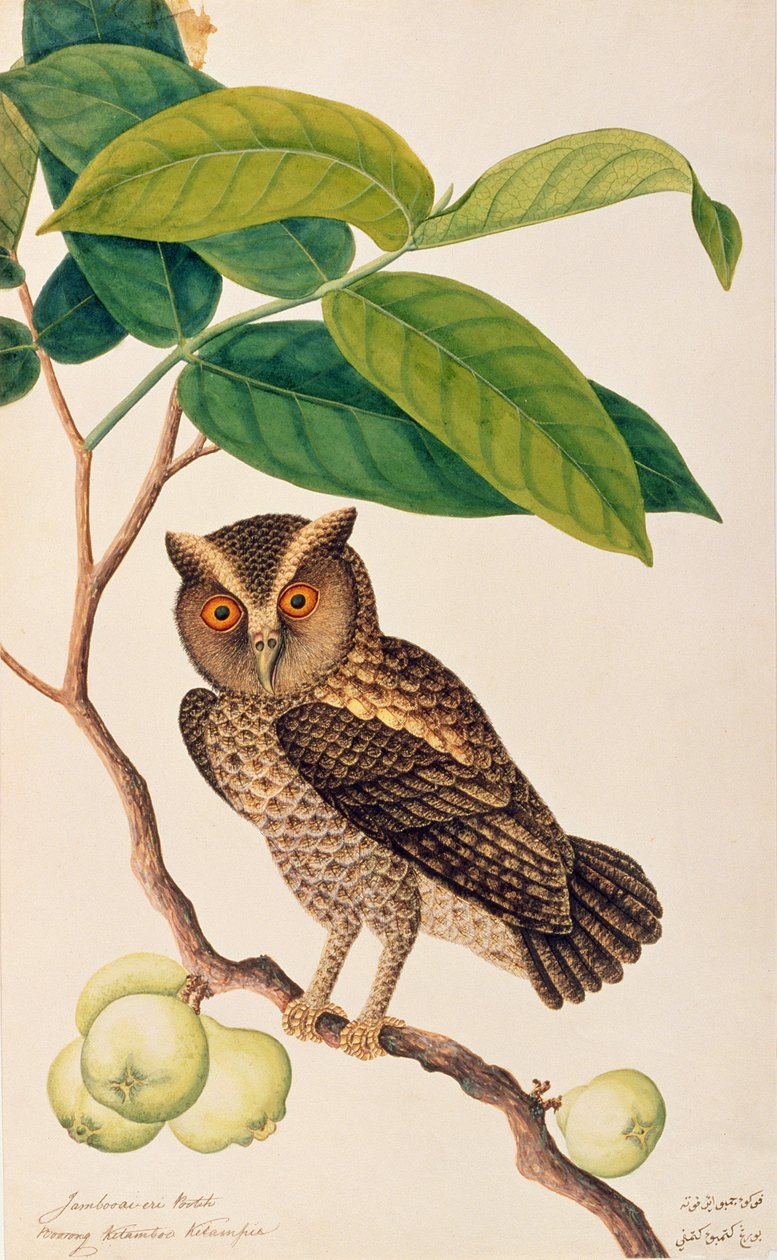 Jambooai-eri Pootih ، Boorong Ketamboo Ketampin ، من رسوم الطيور من ملقا ، c.1805-18 (مرحاض على ورق) بواسطة المدرسة الصينية