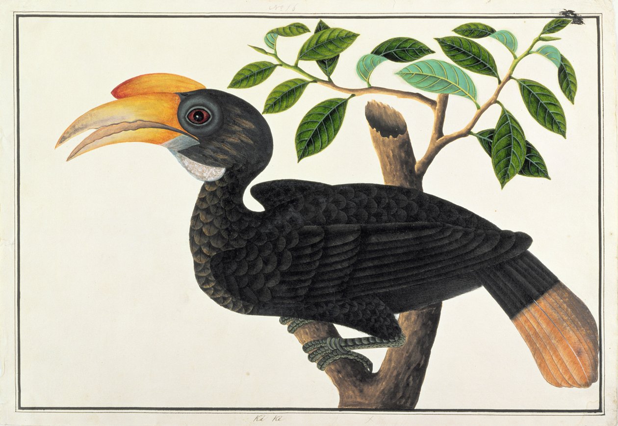 Ke ke، from Drawings of Birds from Malacca، c.1805-18 (مرحاض على ورق) بواسطة المدرسة الصينية