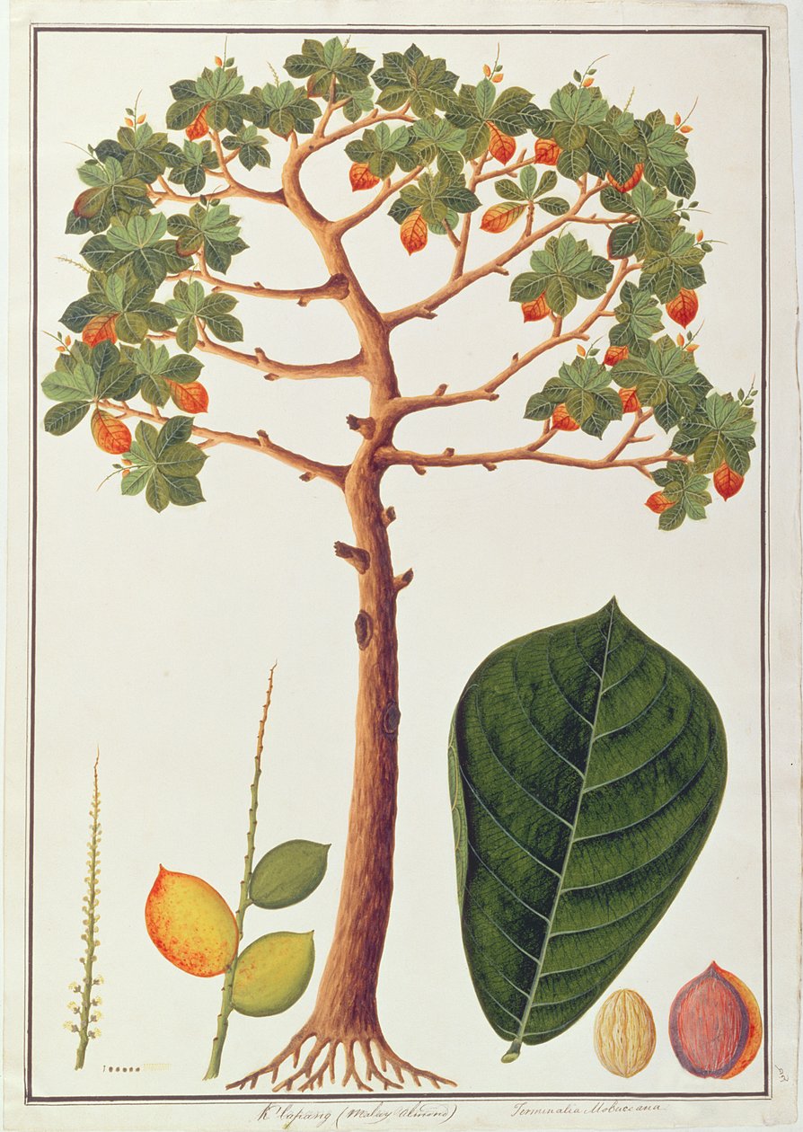 Klapang Terminalia Molucana أو Malay Almond ، من رسوم نباتات من ملقا ، c.1805-18 (مرحاض على ورق) بواسطة المدرسة الصينية
