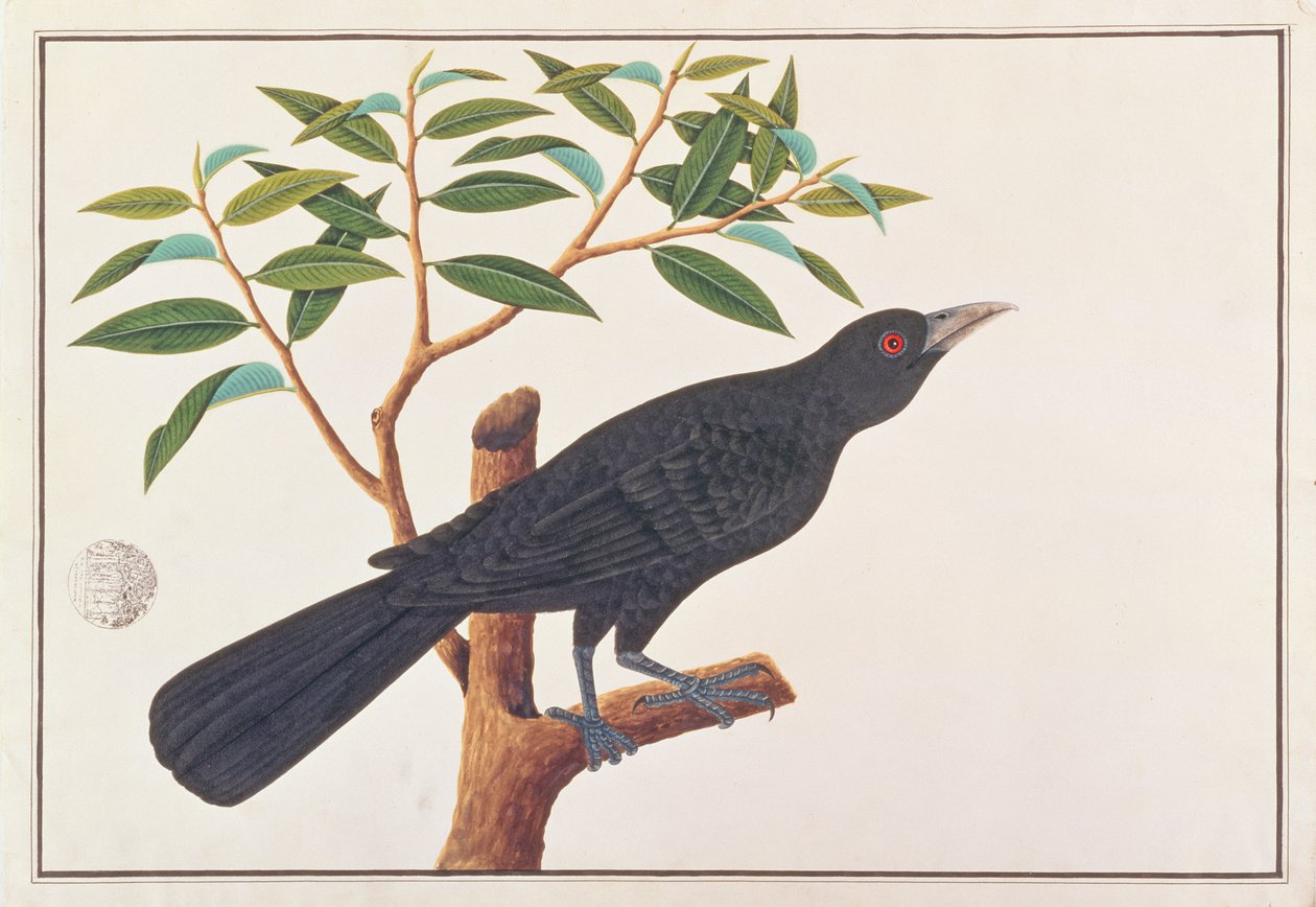 كويل ، من رسومات الطيور من ملقا ، c.1805-18 (مرحاض على ورق) بواسطة المدرسة الصينية