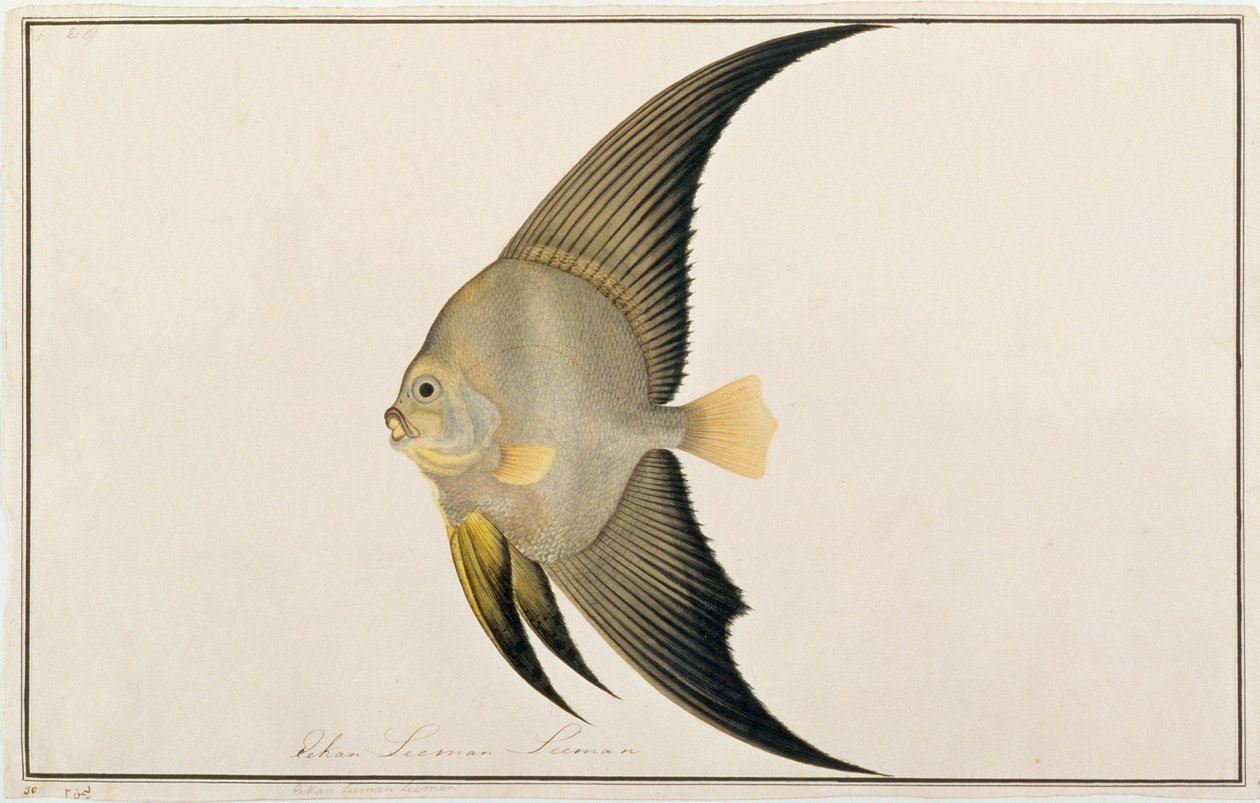 سمكة بطاطس طويلة الزعانف ، من رسوم أسماك من ملقا ، ج 1805-18 (مرحاض على ورق) بواسطة المدرسة الصينية