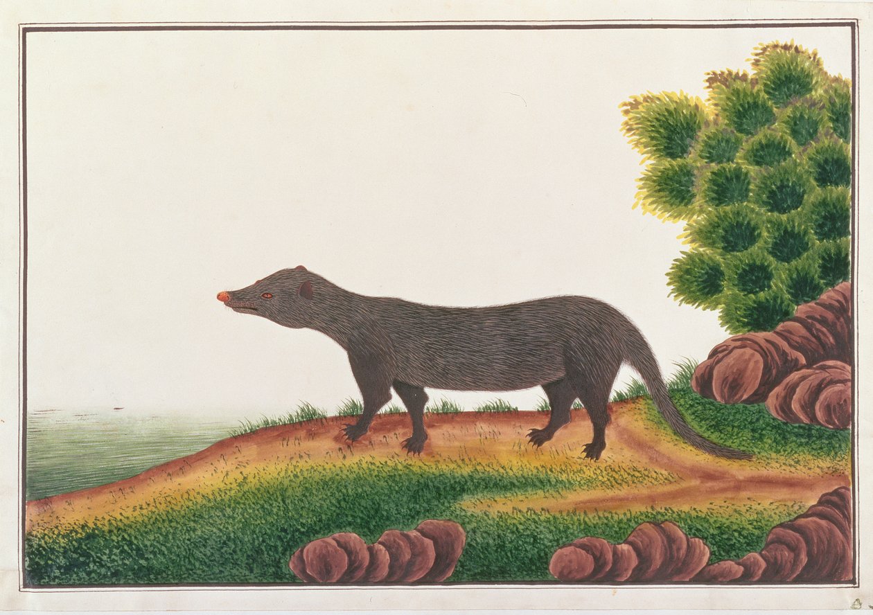 النمس ، من رسومات الحيوانات والحشرات والزواحف من ملقا ، c.1805-18 (الغواش ومرحاض على الورق) بواسطة المدرسة الصينية