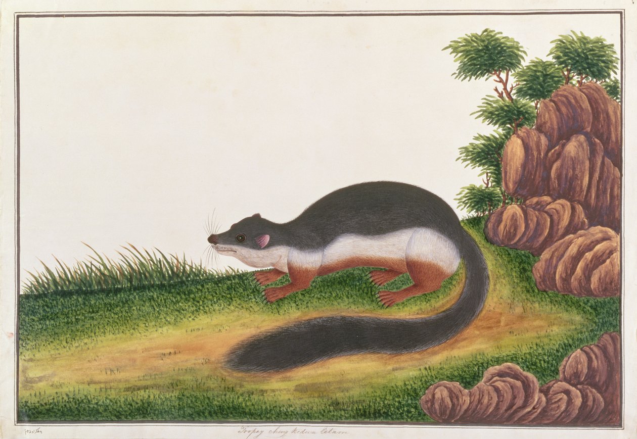 يمنع السنجاب ، من رسومات الحيوانات والحشرات والزواحف من ملقا ، ج 1805-18 (غواش ومرحاض على ورق) بواسطة المدرسة الصينية