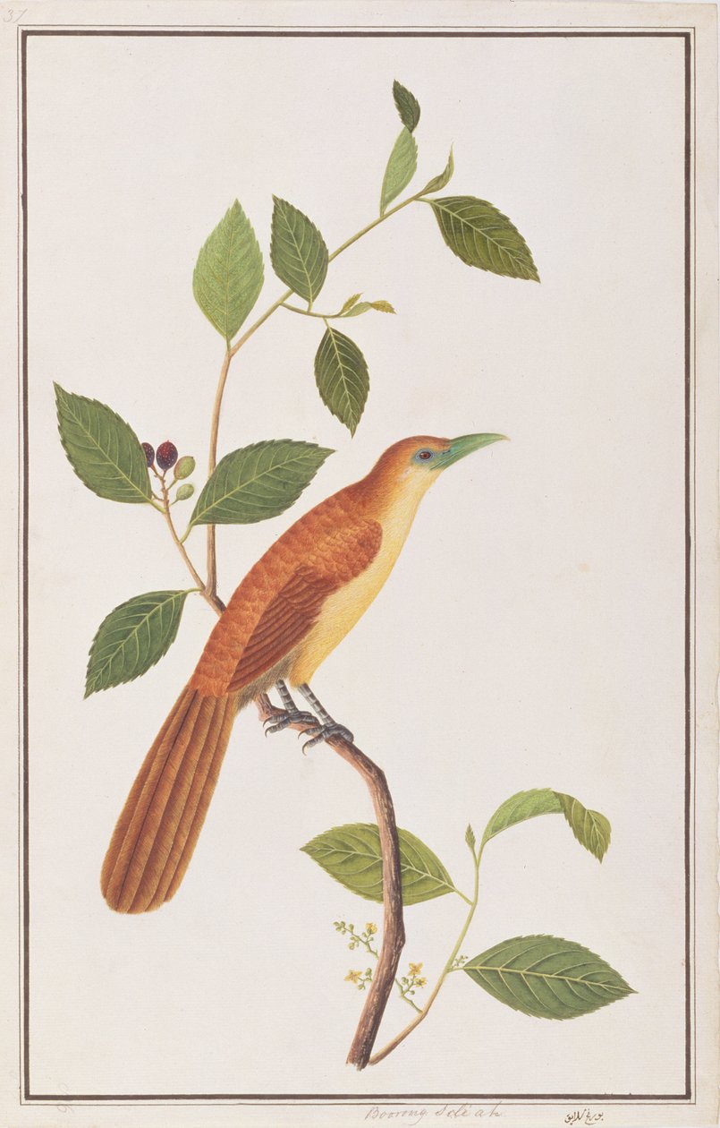 رافلز مالكوها ، من رسومات الطيور من ملقا ، ج 1805-18 (مرحاض على ورق) بواسطة المدرسة الصينية