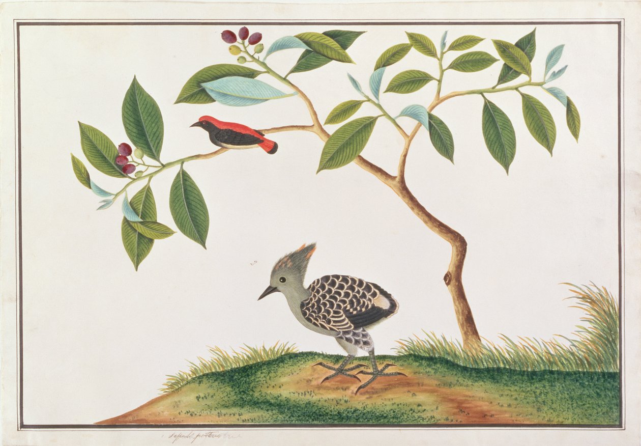 نقار الزهور المدعوم من القرمزي مع نقار الخشب الرمادي والناعم ، من رسومات الطيور من ملقا ، c.1805-18 (مرحاض على ورق) بواسطة المدرسة الصينية