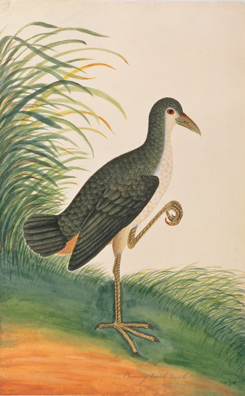 واترثين ذات الصدر الأبيض ، من رسوم طيور من ملقا ، ج 1805-18 (مرحاض على ورق) بواسطة المدرسة الصينية