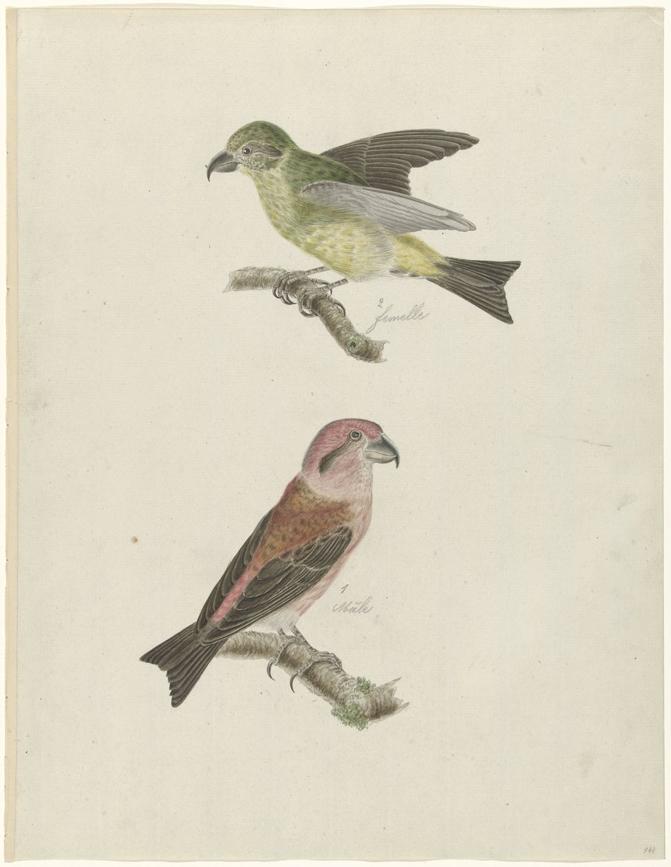 اثنان Crossbills بواسطة كريستيان سيب (ربما)