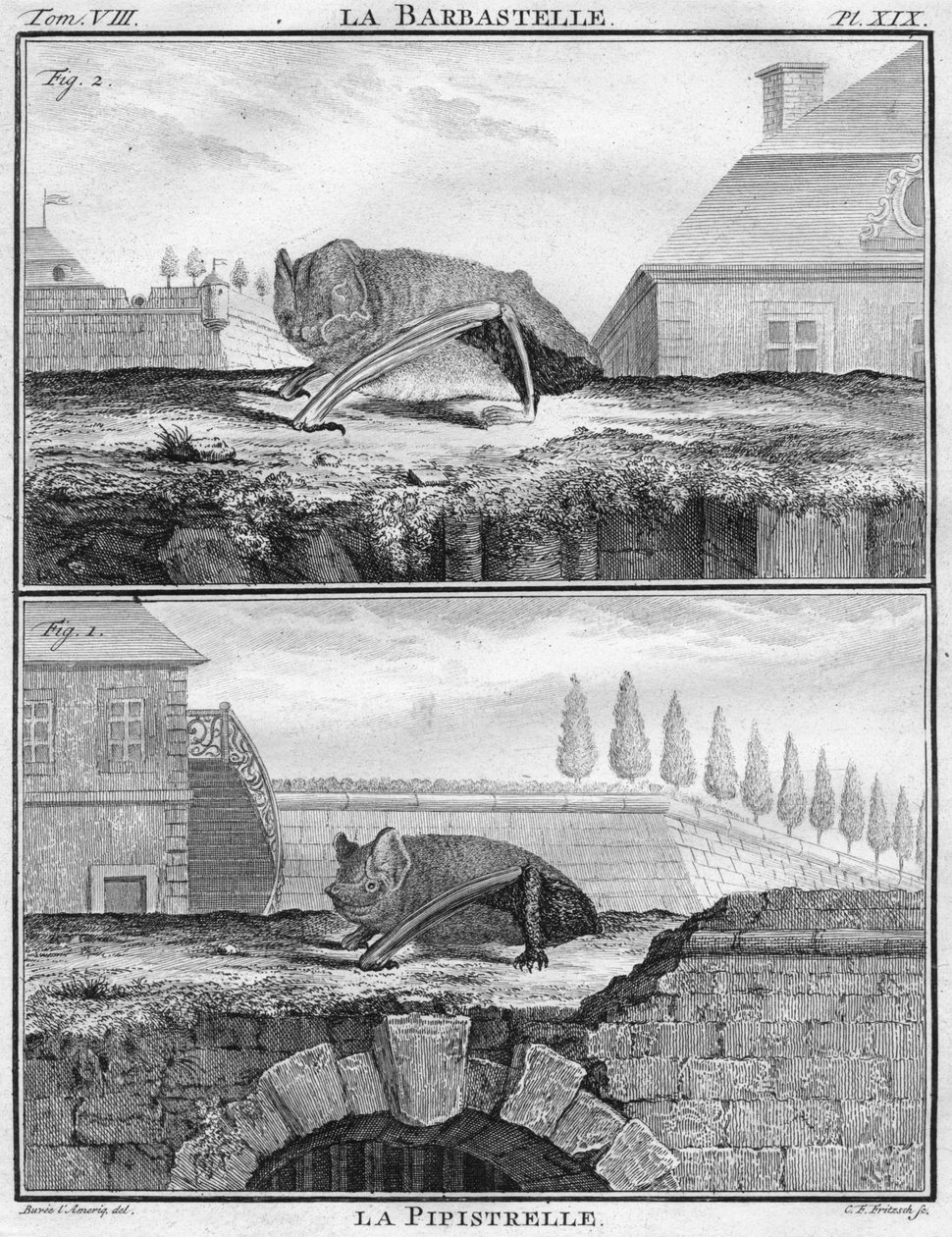لا بارباستيل ولا بيبيستريل ، c1763. بواسطة كريستيان فريدريش فريتشش