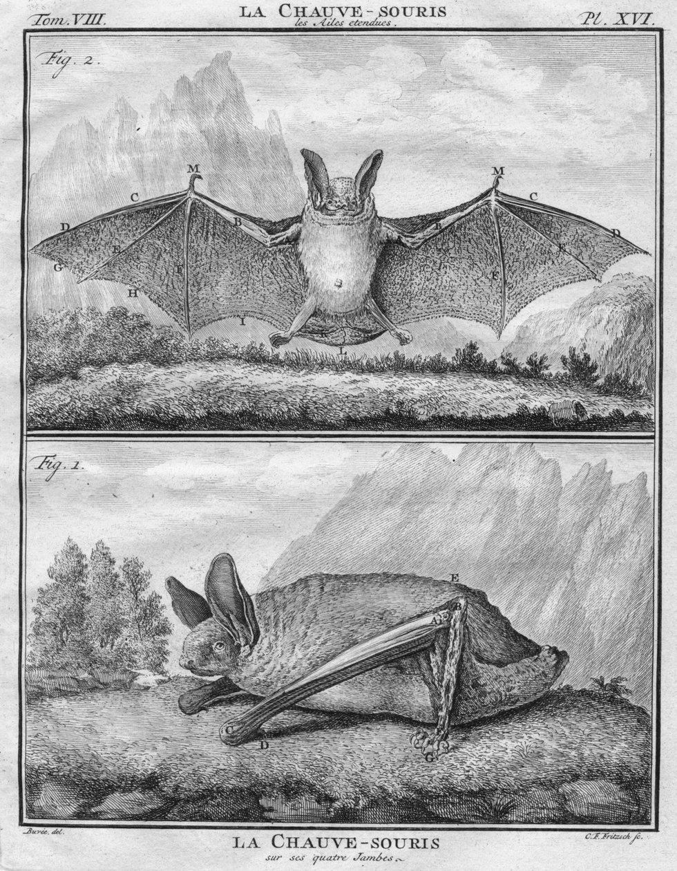 سمعت La Chauve-Souris les Ailes و La Chauve-Souris sur ses quatre Jambes ، c1763. بواسطة كريستيان فريدريش فريتشش