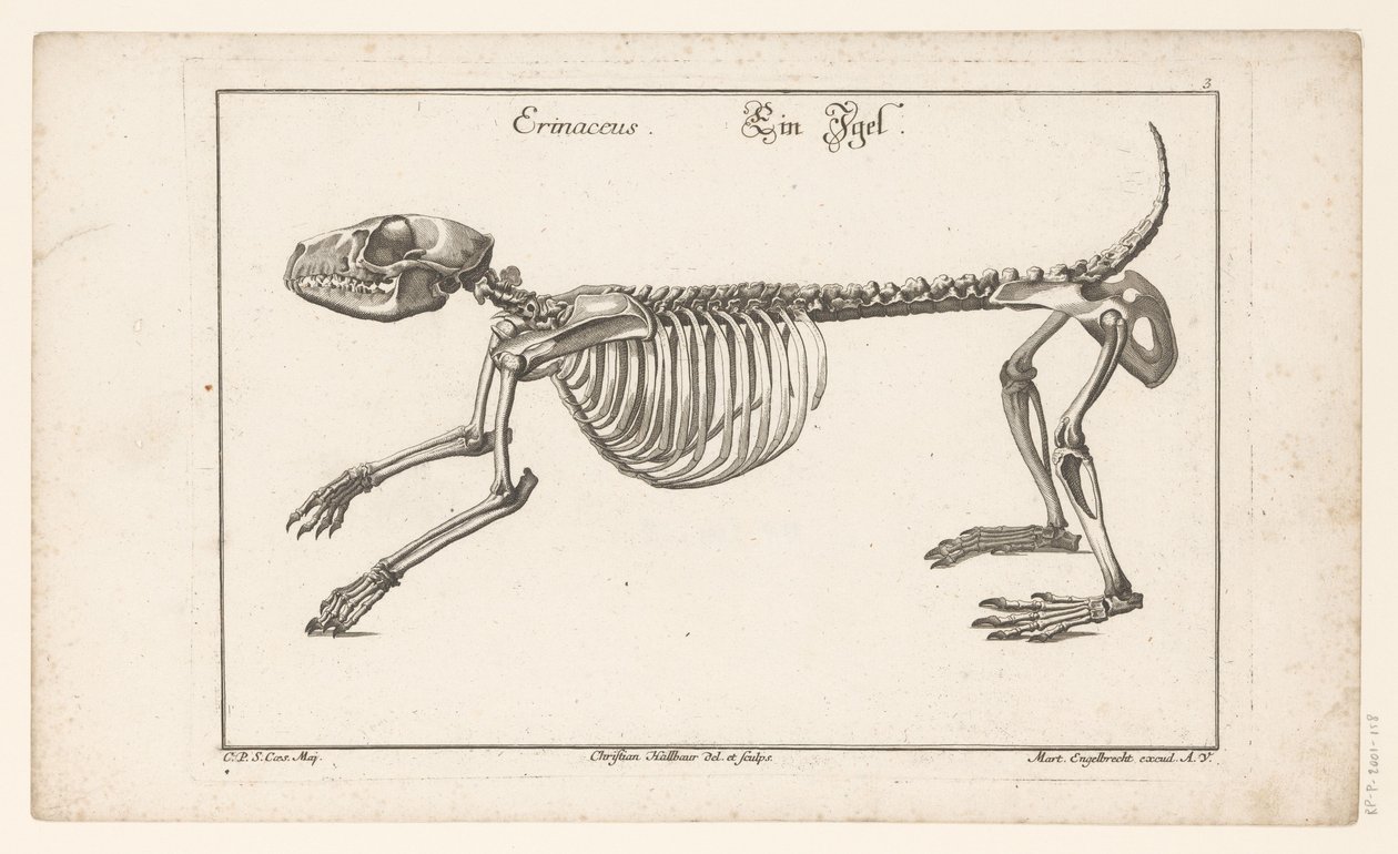 هيكل عظمي للقنفذ إيرينسيوس / عين إيجل (العنوان على الكائن) Unterschiedliche Sceleta أو Bone-Cörper (عنوان السلسلة) بواسطة كريستيان هالبور