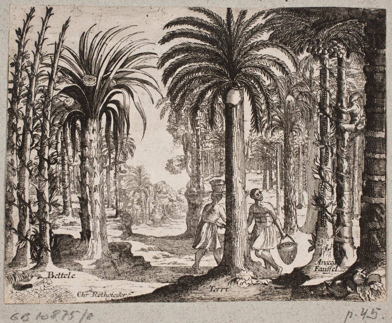 Palmelund med betelpalmer بواسطة كريستيان روثجيسر