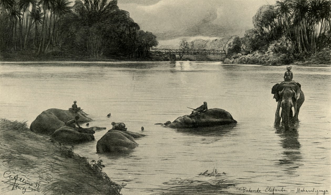 الأفيال تستحم في نهر ماهاويلي ، سيلان ، 1898. بواسطة كريستيان فيلهلم أليرز