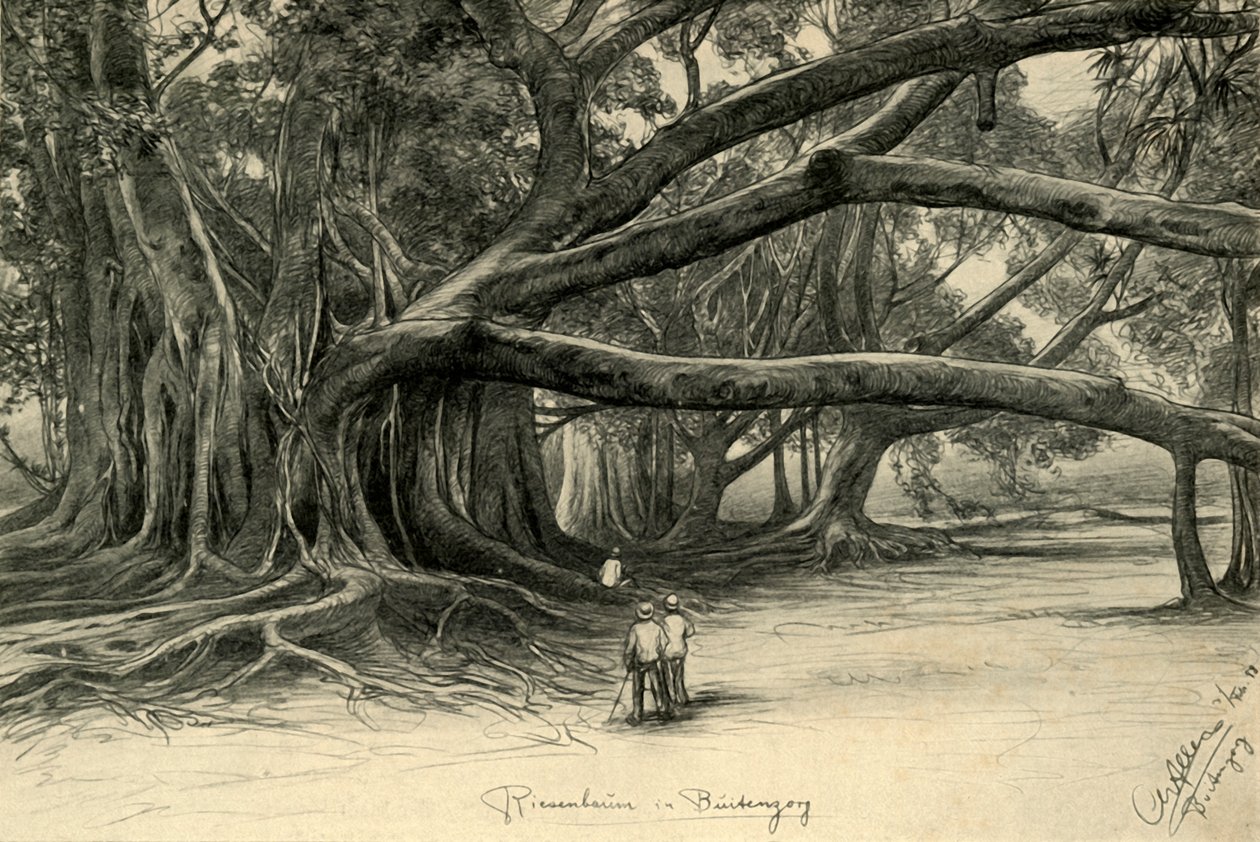 أشجار عملاقة في Buitenzorg ، جاوة ، 1898. بواسطة كريستيان فيلهلم أليرز