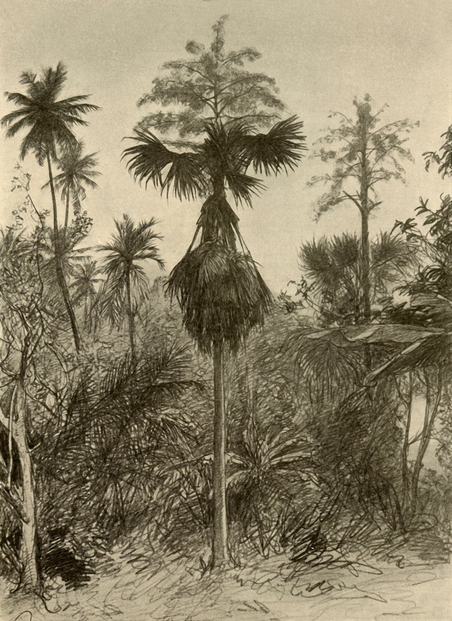 نخلة Talipot بعد الإزهار ، سيلان ، 1898. بواسطة كريستيان فيلهلم أليرز
