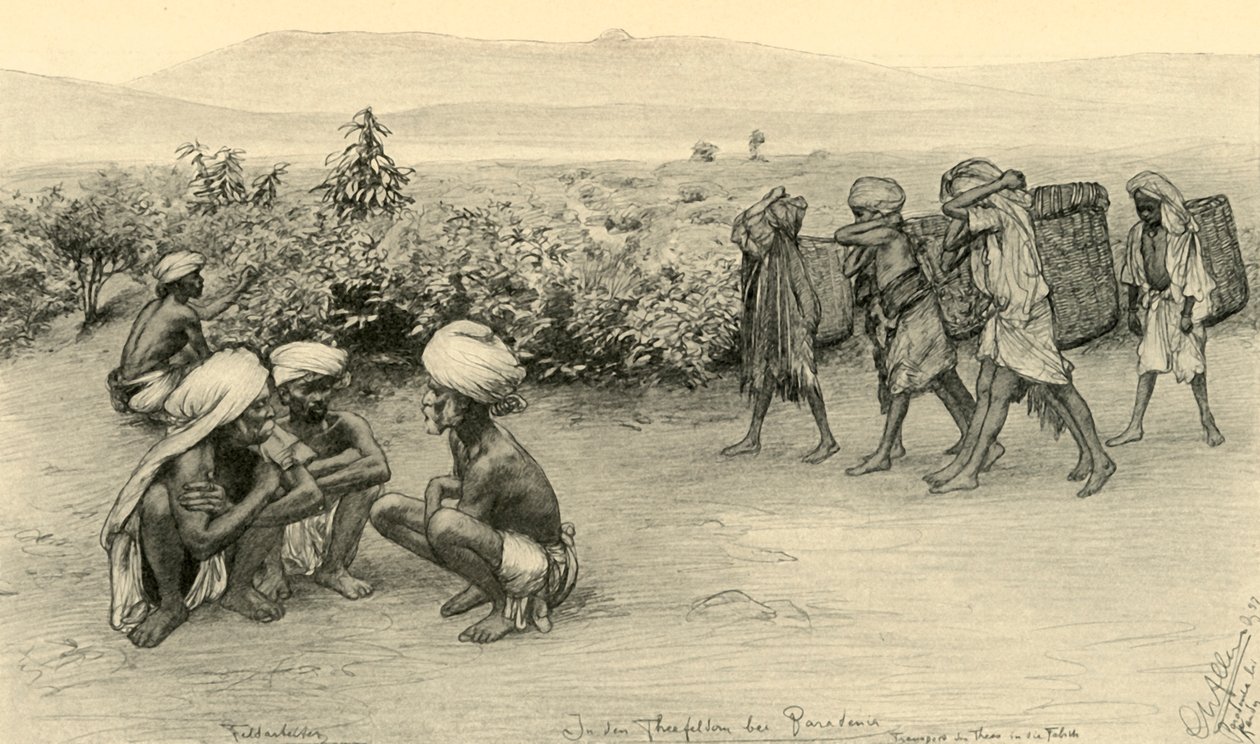 جامعي الشاي ، بيرادينيا ، سيلان ، 1898. بواسطة كريستيان فيلهلم أليرز