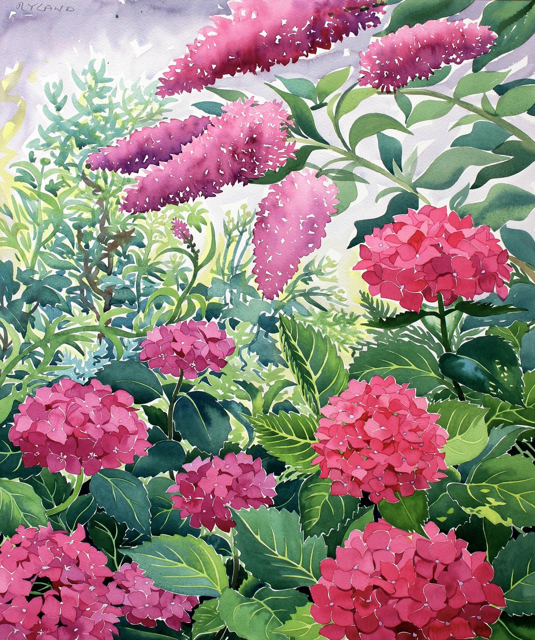 Garden Hydrangeas and Buddleia (ألوان مائية على ورق) بواسطة كريستوفر ريلاند