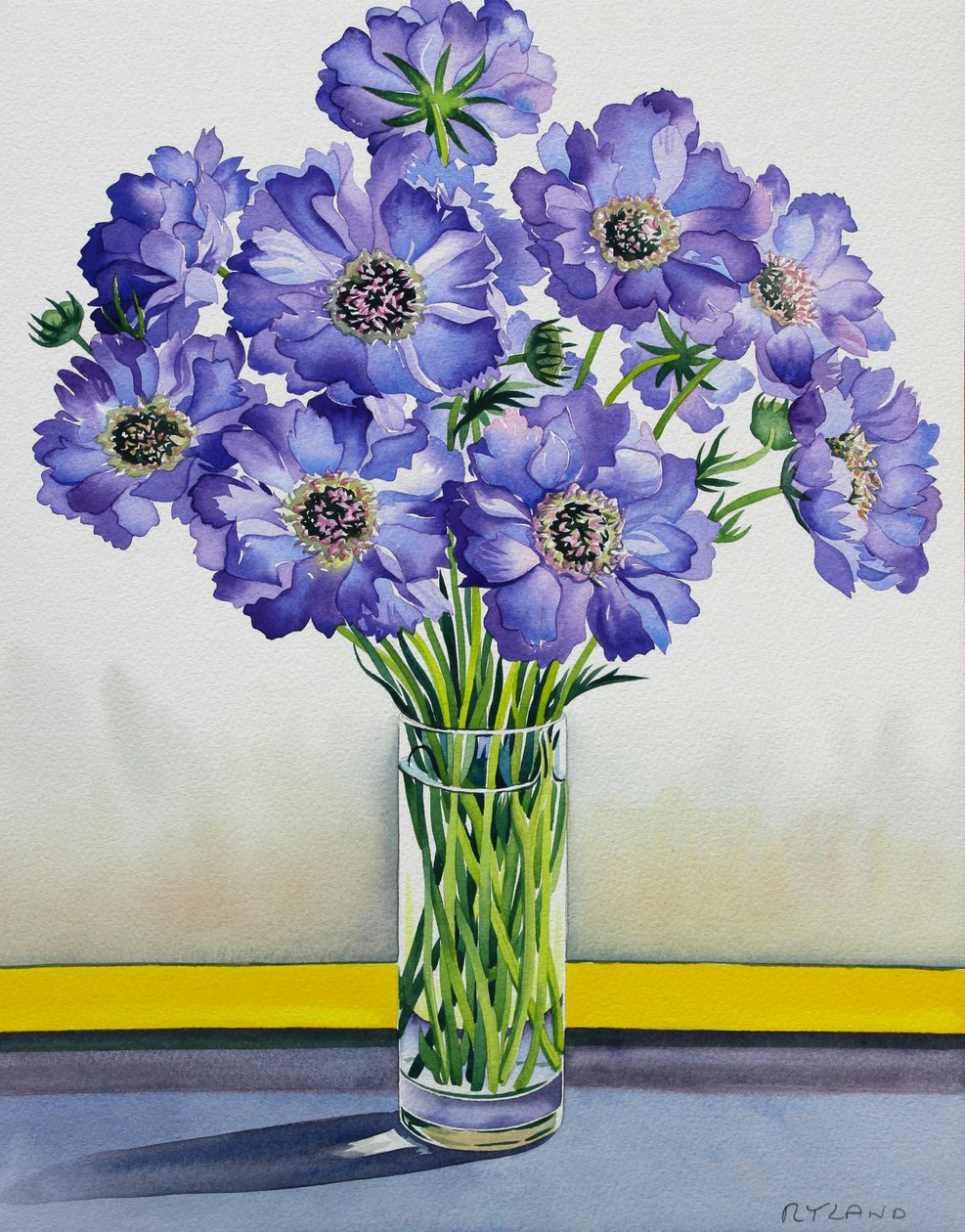 Scabious مع الأصفر باند (ألوان مائية على الورق) بواسطة كريستوفر ريلاند