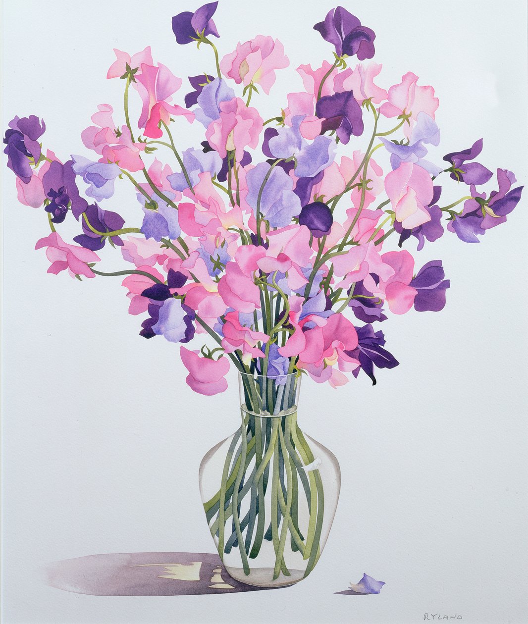Sweetpeas ، 2007 (مرحاض على ورق) بواسطة كريستوفر ريلاند