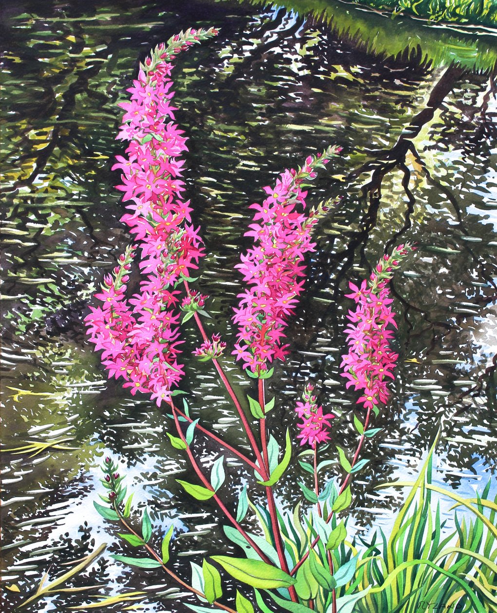 Wild Loosestrife (ألوان مائية على ورق) بواسطة كريستوفر ريلاند