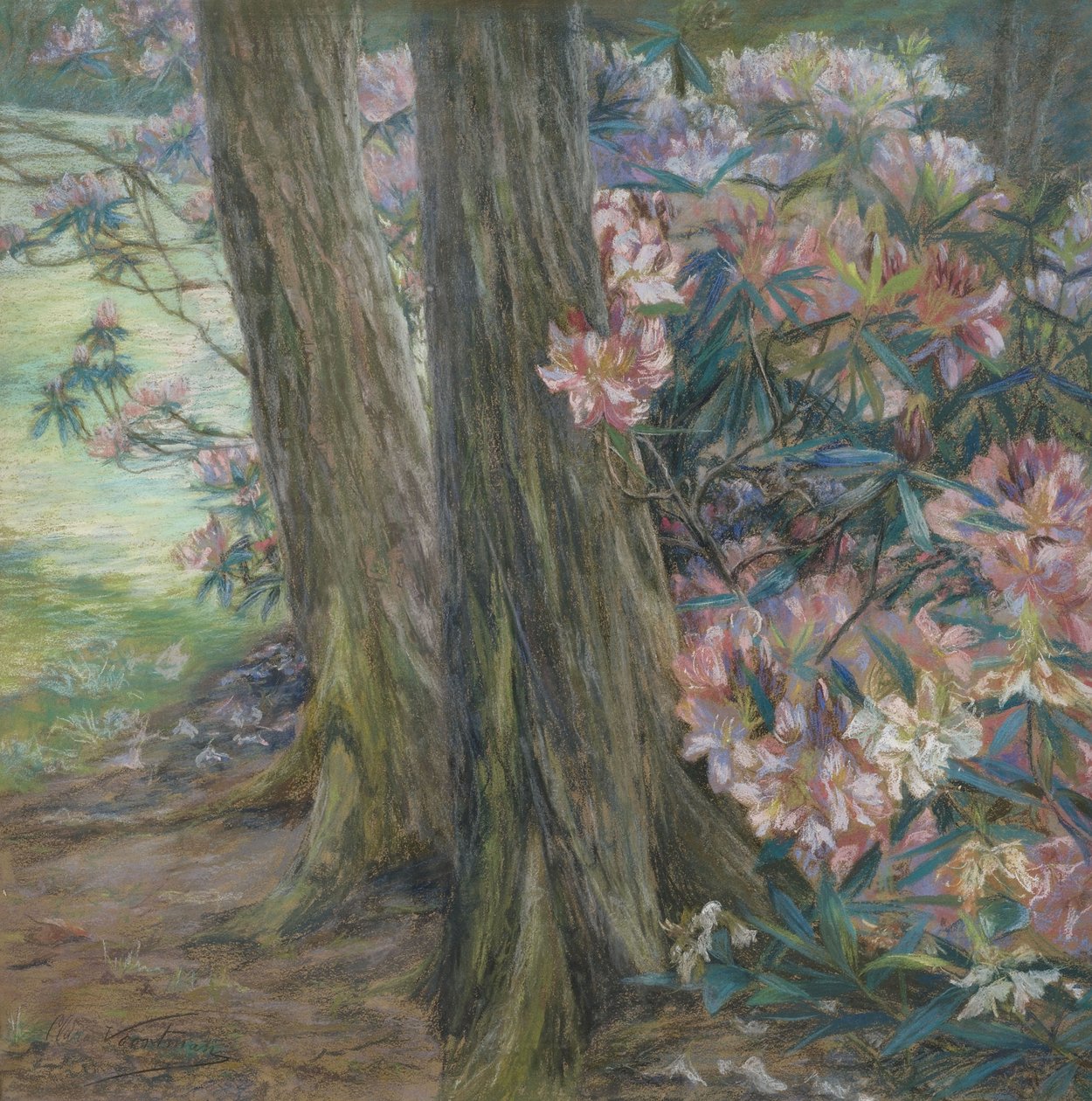Clara Voortman Rhododendronbusch بواسطة كلارا فورتمان