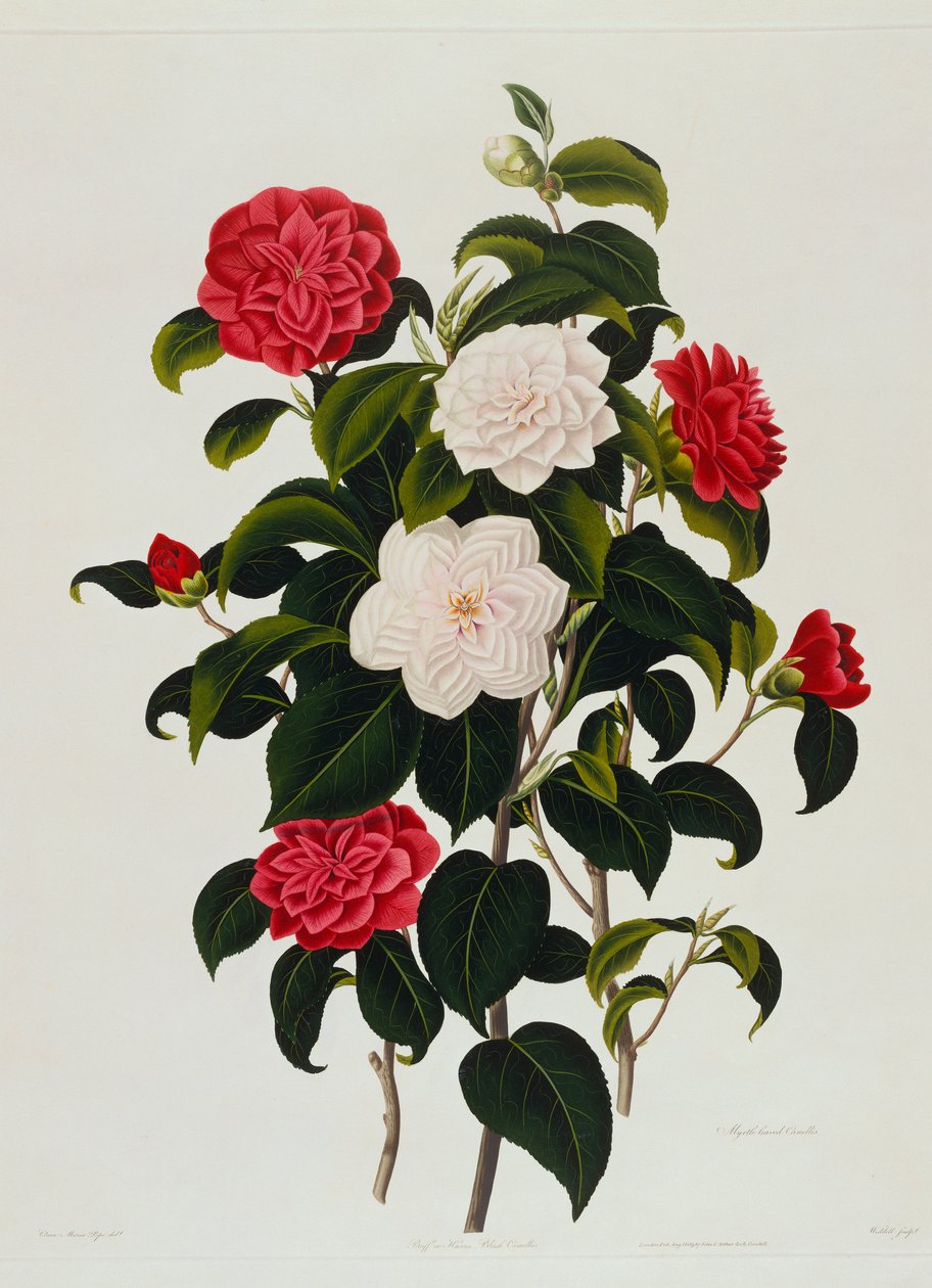 برتقالي أو هيومز أحمر الخدود الكاميليا: Myrtle Leaved Camellia ، محفور بواسطة Weddell ، 1819 بواسطة كلارا ماريا بوب