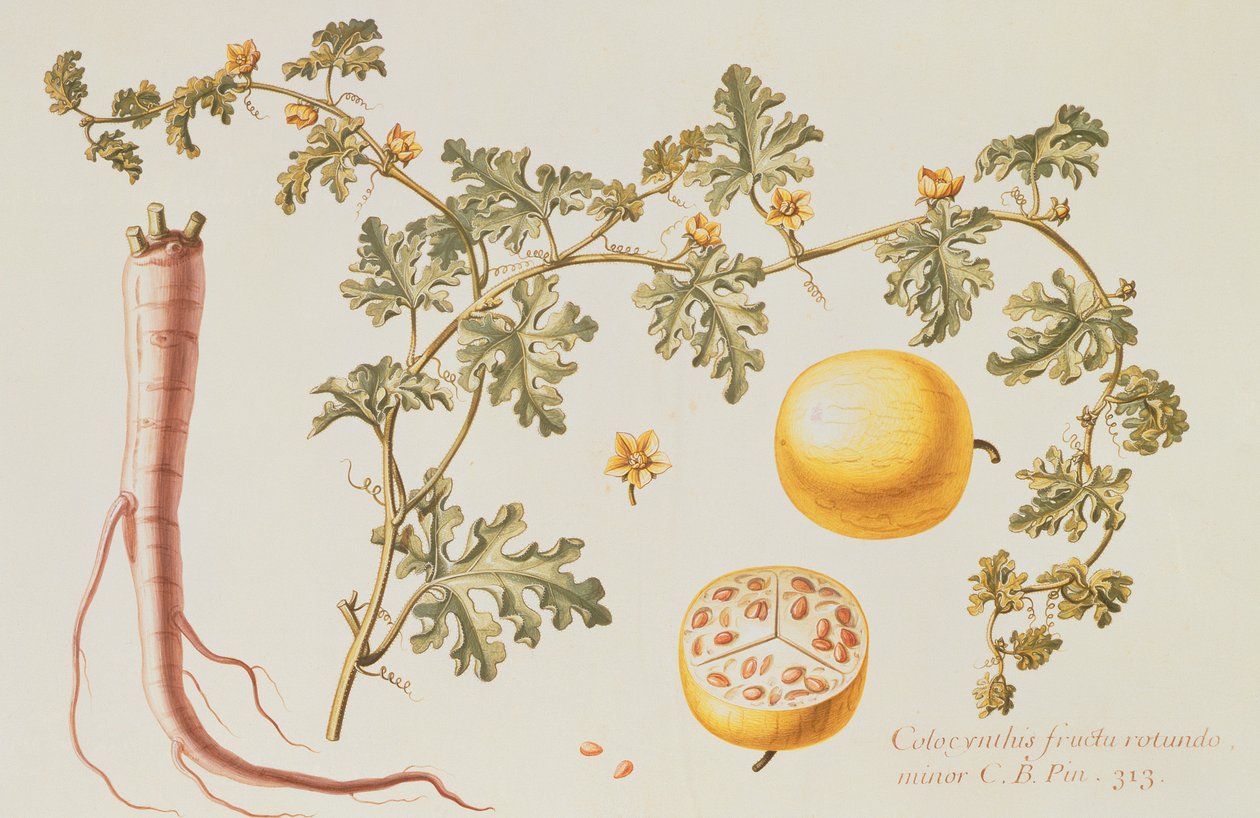 Citrullus Colocynthius (التفاح المر والخيار المر) (wc und gouache on vellum) بواسطة كلود اوبريت