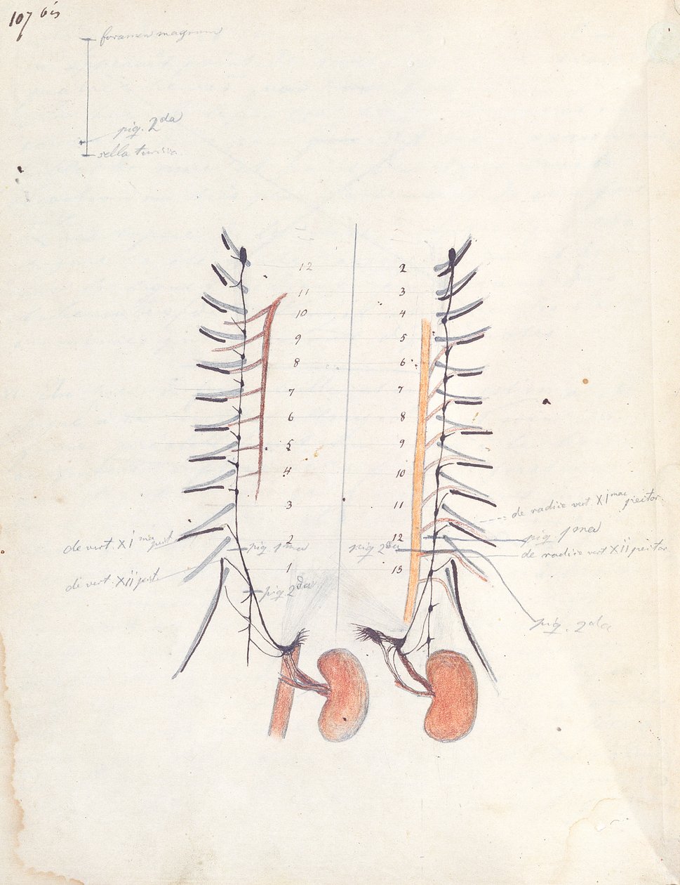 الكلى ، c.1843 (قلم وحبر وقلم رصاص ملون على ورق) بواسطة كلود برنار