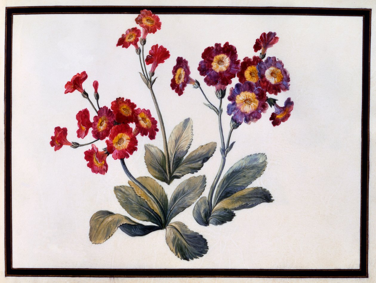 أوريكولا ، ج. 1690 غواش على ورق. بواسطة كلود اوبريت