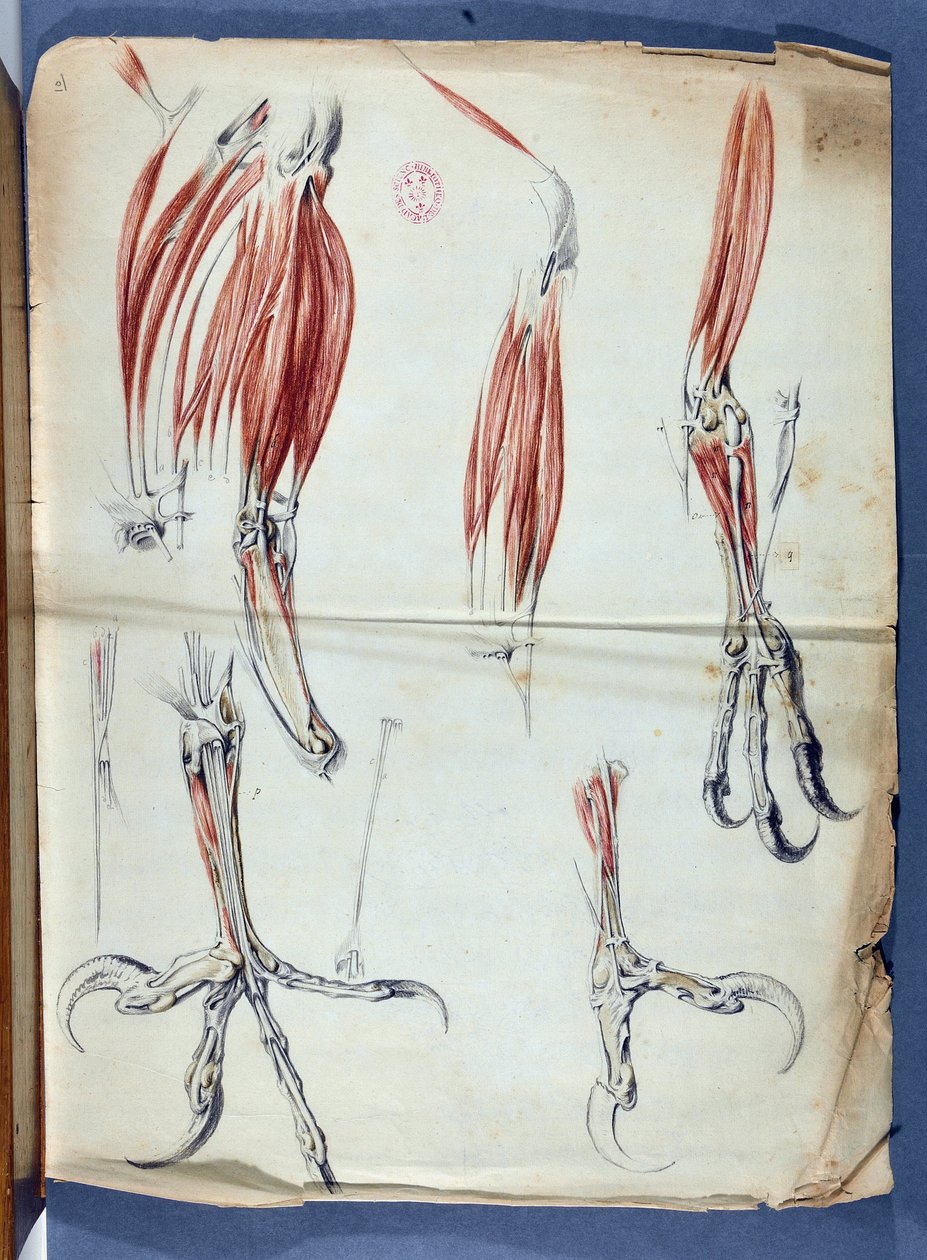 نُشر Anatomy d'une pate d'Aigle في "ذكريات لخدمة التاريخ الطبيعي للحيوانات" ، في Memoires de l'Academie royale des sciences من 1666 إلى 1699 (1729-1734) بقلم كلود بيرولت 1613-1688 - Academie de Sciences - باريس بواسطة كلود بيرولت